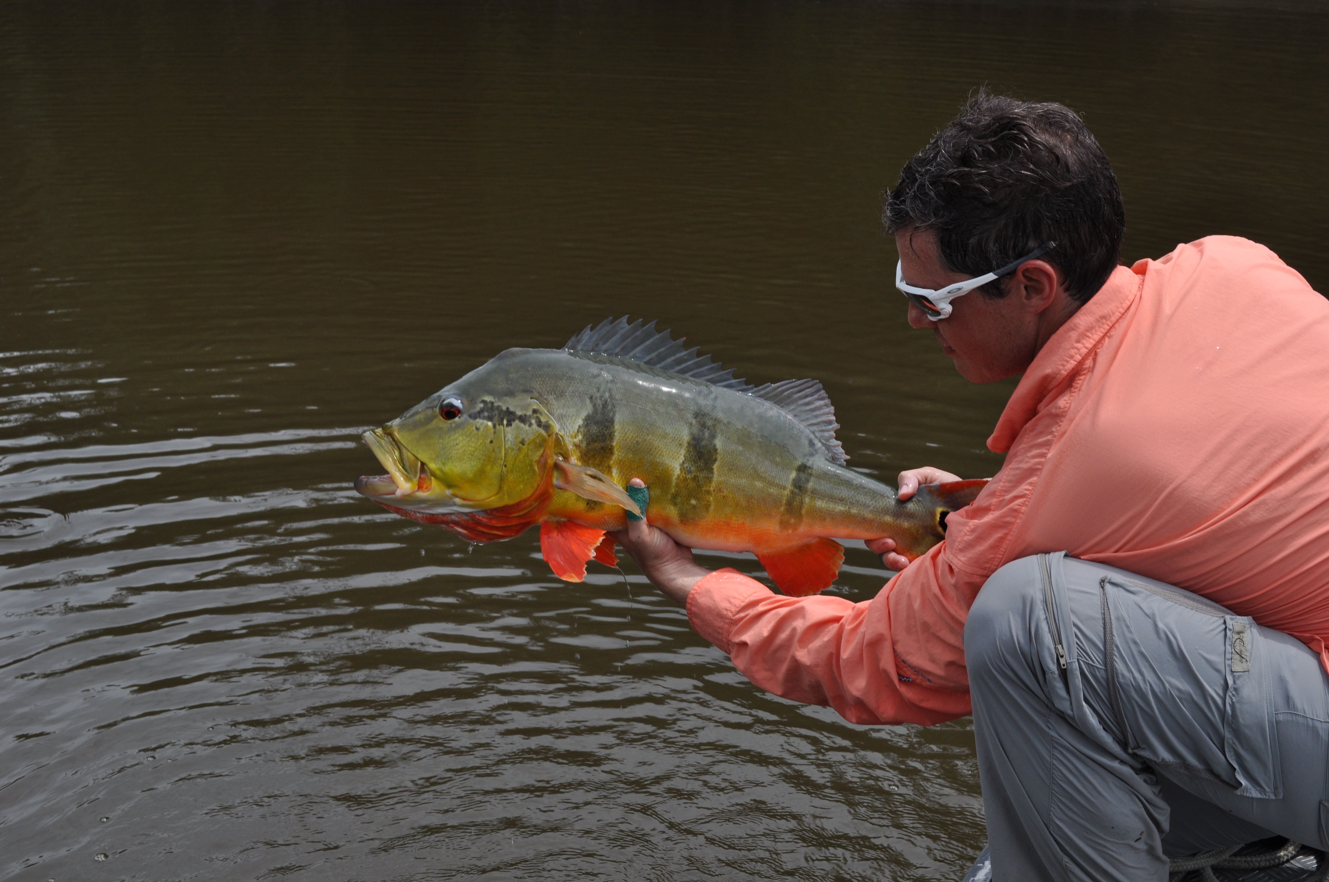 Fishing a new species of Peacock Bass in the Brazilian